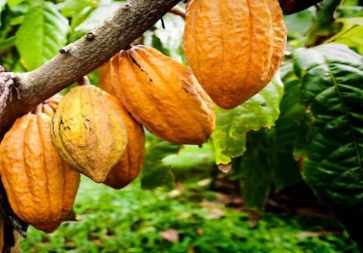 Cote d'Ivoire / Cacao : le prix bord champ de 825 FCFA/Kg pour la campagne intermédiaire, un effort louable du gouvernement en faveur des producteurs